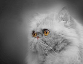 猫 小猫 可爱猫咪 可爱猫 宠