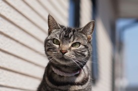 猫 小猫 可爱猫咪 可爱猫 宠