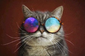 猫 小猫 可爱猫咪 可爱猫 宠