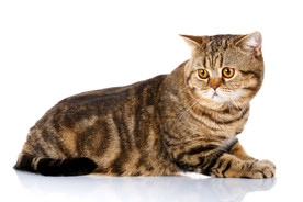 猫 小猫 可爱猫咪 可爱猫 宠