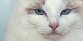 猫 小猫 可爱猫咪 可爱猫 宠