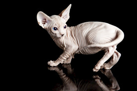 猫 小猫 可爱猫咪 可爱猫 宠
