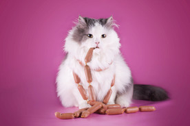 猫 小猫 可爱猫咪 可爱猫 宠