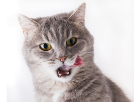 猫 小猫 可爱猫咪 可爱猫 宠