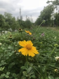 金钱菊