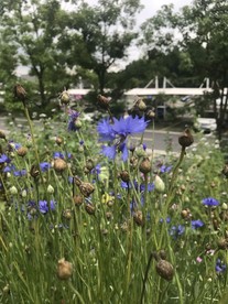 繸裂矢车菊
