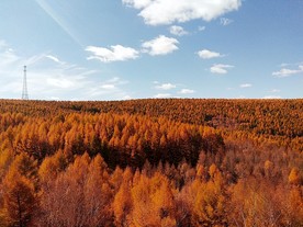塞罕坝红树林