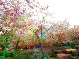 樱花园