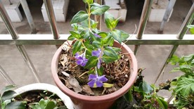 常春藤花