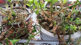 牡丹吊兰