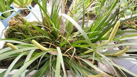 石菖蒲