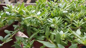 垂盆草