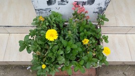 花花草草
