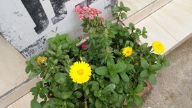 花花草草