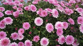 花花