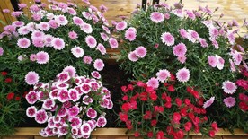 花台