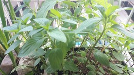 薄荷