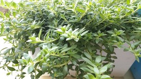 垂盆草