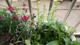 阳台 花草