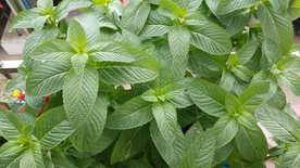薄荷