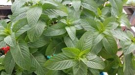 薄荷