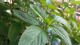 薄荷