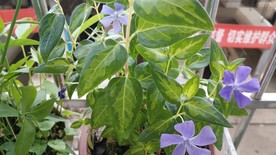 常春藤花