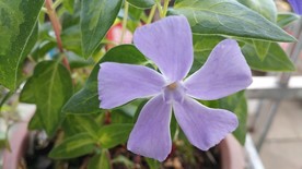 常春藤花