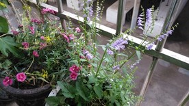 阳台花草