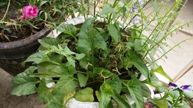 紫花地丁
