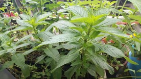薄荷
