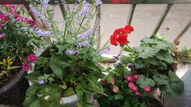 阳台花草