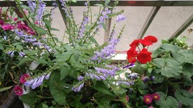 阳台花草