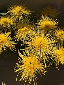 蟹爪菊