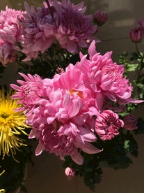 菊花