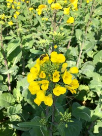 油菜花