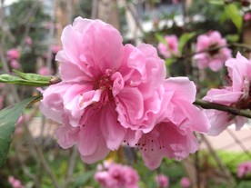 桃花