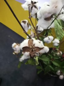 白色棉花花