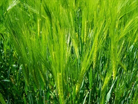 小麦