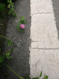 路边三叶草花