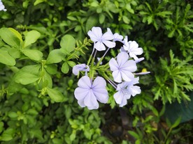 紫色小花