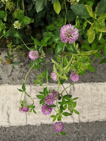 路边三叶草小花