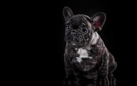 电脑壁纸图片动物可爱桌面