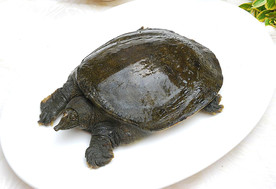 甲鱼