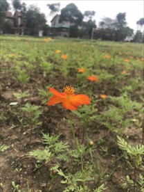 黄秋英