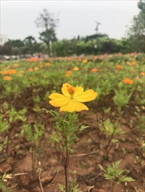 黄秋英