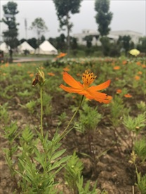 黄秋英