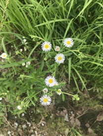 一年蓬花
