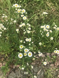 一年蓬花