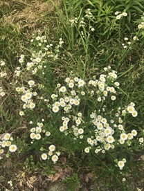 一年蓬花